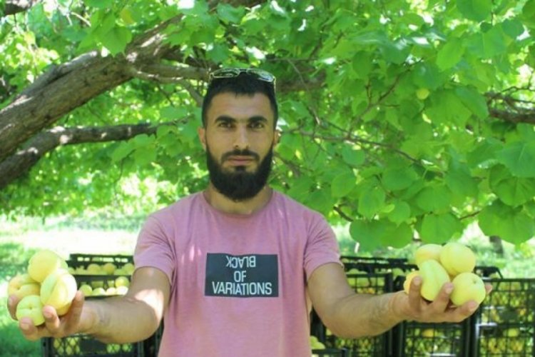 Iğdır'da sarı altın hasadı başladı, yıllık &uuml;r&uuml;n beklentisi &ccedil;ok y&uuml;ksek