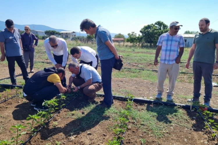 Bursa'da 'Engelsiz Tarım' projesinde temmuzda ilk hasat ger&ccedil;ekleşecek