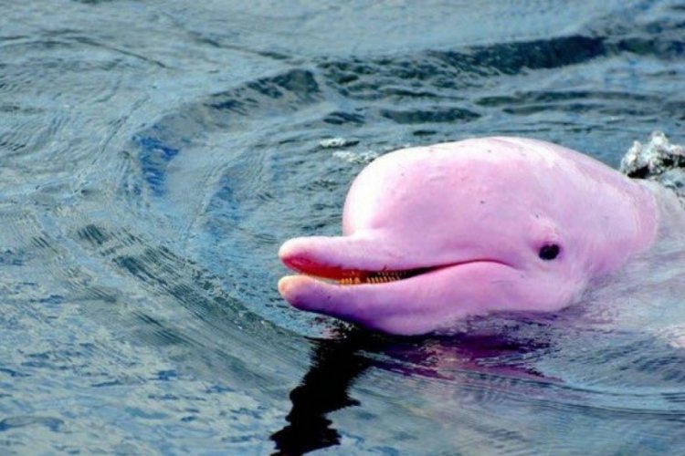 Nesli t&uuml;kenmekte olan pembe yunus bir kez daha g&ouml;r&uuml;ld&uuml;