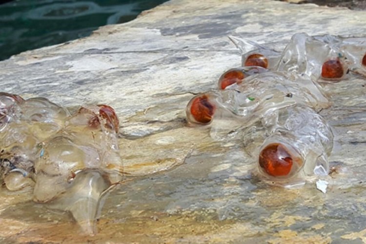 Tartışma yaratan şeffaf deniz canlısı uzaylıya benzetildi