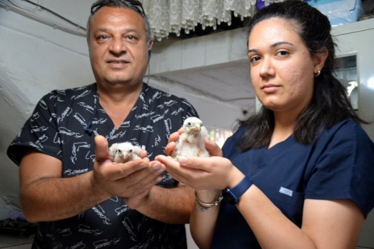 Antalya'da arazide bulunan yavru şahinlere koruma