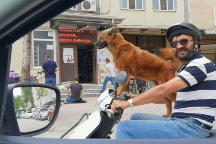 Bursa'da sahibinin motosikleti &uuml;zerinde yolculuk yapan k&ouml;pek dikkat &ccedil;ekti