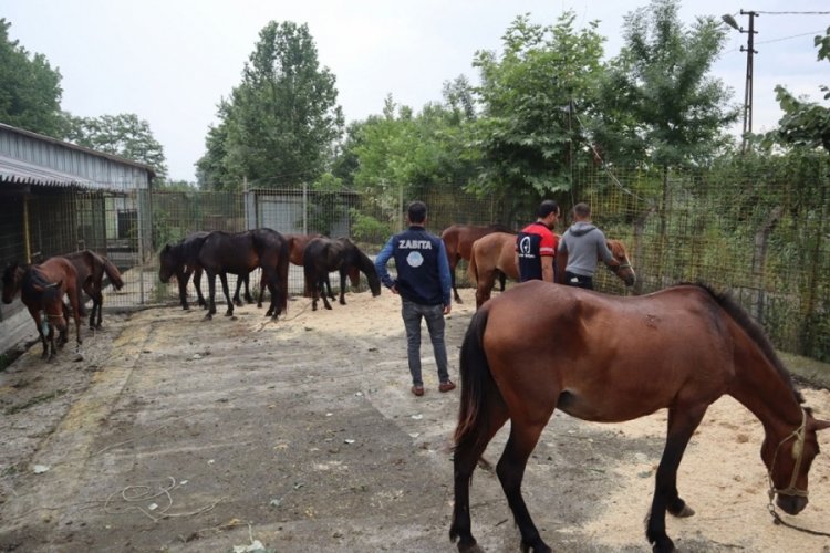 Kesime giden 10 adet yılkı atı son anda kurtarıldı