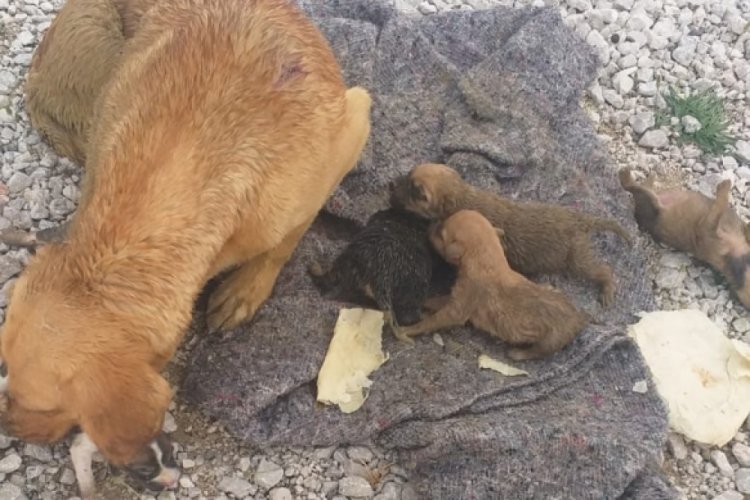 Yağmur suyu kanalında mahsur kalan k&ouml;pek ve yavruları kurtarıldı