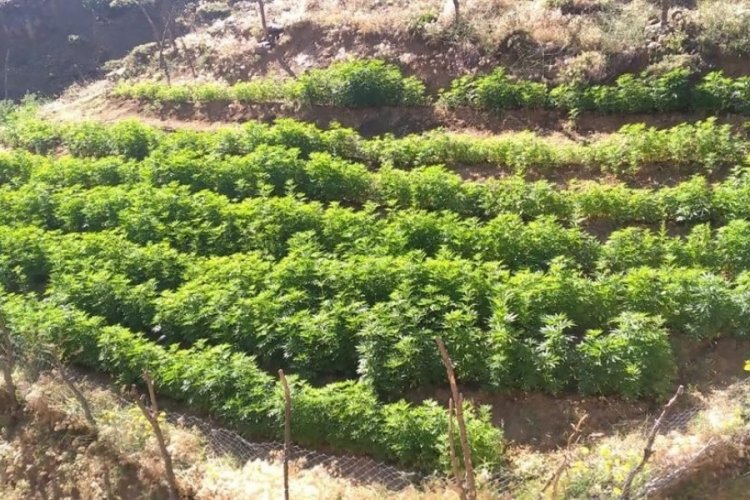 21 bin k&ouml;k kenevir bitkisi ele ge&ccedil;irildi