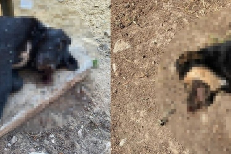 İstanbul'da hayvan katliamı: 3 k&ouml;pek zehirlenerek &ouml;ld&uuml;r&uuml;ld&uuml;