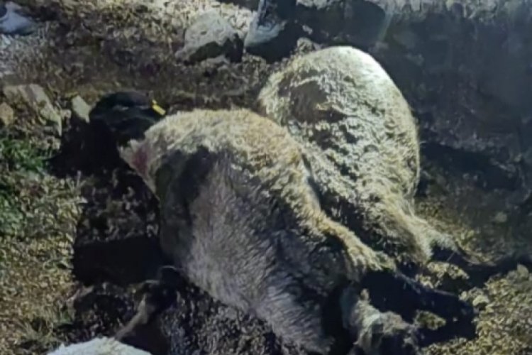 Yıldırım &ccedil;obanı yaraladı, 63 koyunu telef etti
