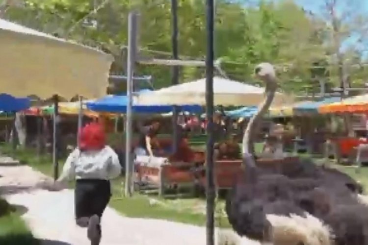 Barınaktan &ccedil;ıkan deve kuşu, vatandaşı kovaladı