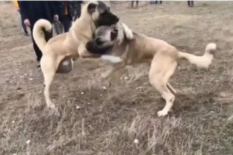 Sivas'ta k&ouml;pekleri d&ouml;v&uuml;şt&uuml;r&uuml;p, yorumladılar&nbsp;