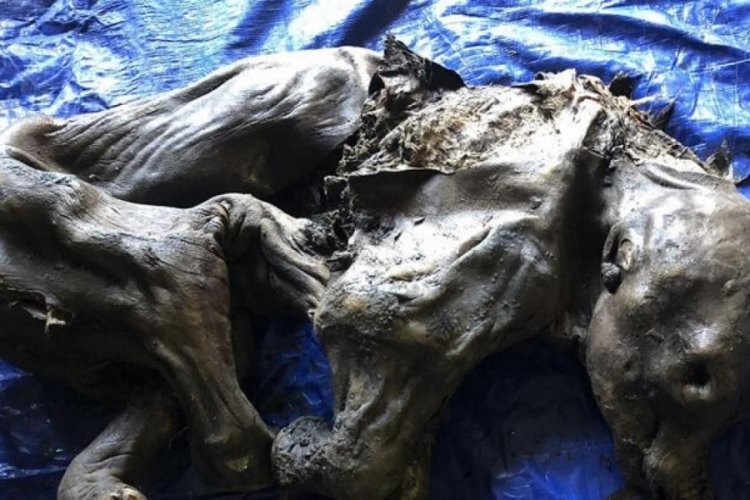 30 bin yıldır toprağın altındaki mamut bebek g&uuml;n ışığına &ccedil;ıkarıldı