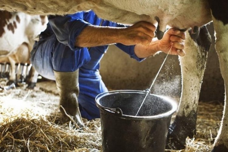 S&uuml;t &uuml;reticileri maliyetler nedeniyle &ccedil;ıkmaza girdi