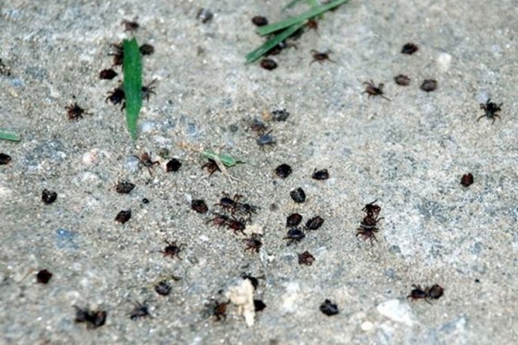Yozgat'ta bir kişi kene ısırması sonucu &ouml;ld&uuml;