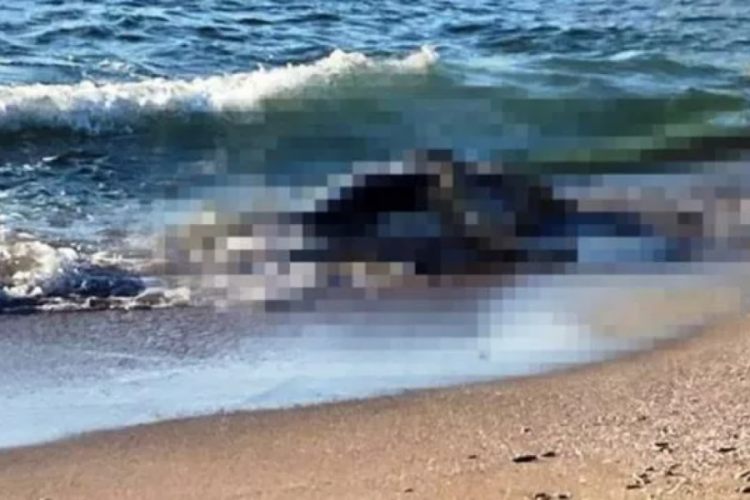 Kocaeli'de kıyıya vuran b&uuml;y&uuml;kbaş hayvanlar, vatandaşları korkuttu!