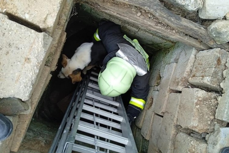 Denizli'de kuyuya d&uuml;şen k&ouml;pek itfaiye ekiplerince kurtarıldı