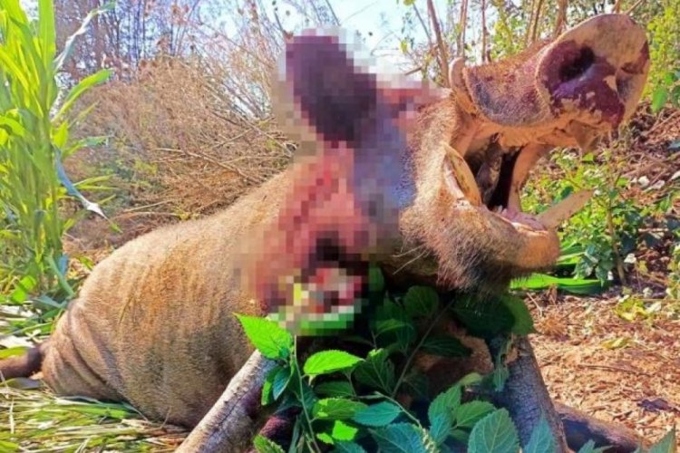 Aydın'da tarlalardaki &uuml;r&uuml;nlere zarar veren 250 kiloluk dev domuz &ouml;ld&uuml;r&uuml;ld&uuml;