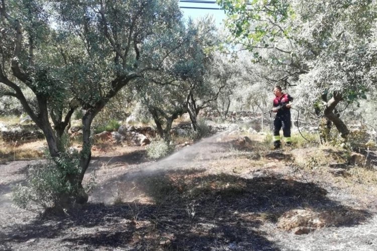 Muğla'da zeytinlikte yangın &ccedil;ıktı
