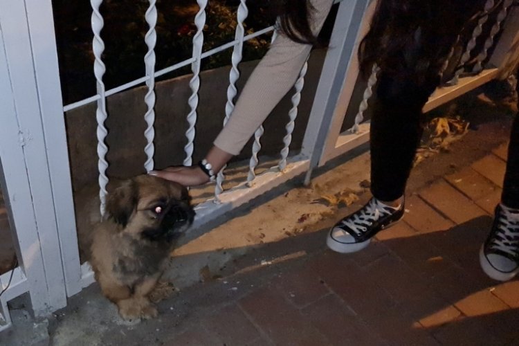 Bursa'da demir parmaklıklara sıkışan k&ouml;pek kurtarıldı