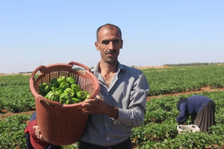 Kilis'te acı biberin fiyatı tarlada 6 markette 15 TL