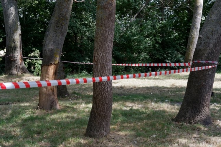 Edirne Valiliği ormanlara girişi 3 ay s&uuml;resince yasakladı