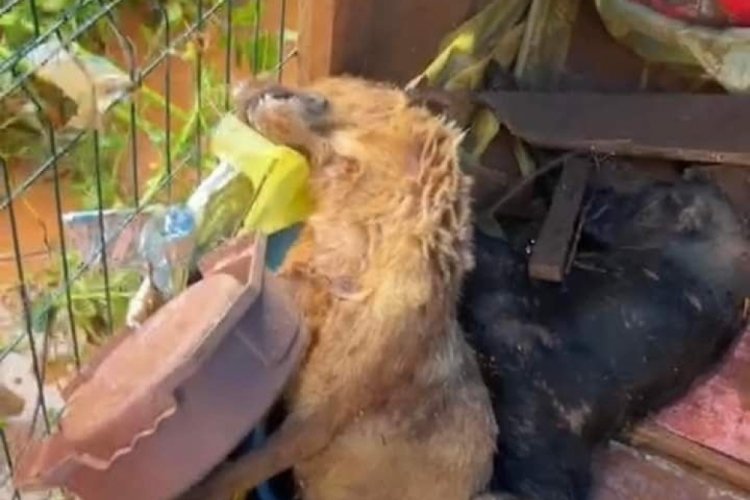 Sel taşkınında &ouml;zel bir barınaktaki 56 k&ouml;pek telef oldu