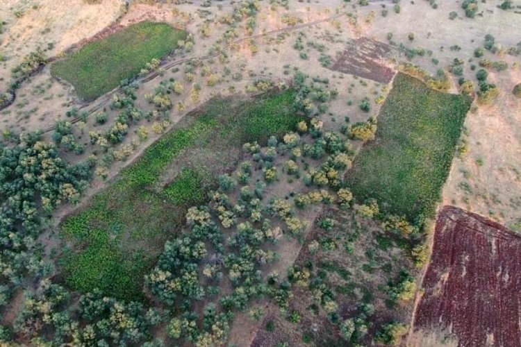 Diyarbakır'da 6 milyonu aşkın k&ouml;k kenevir ele ge&ccedil;irildi