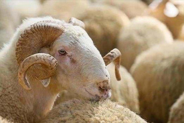Diyanet'ten kredi kartıyla kurban alımları i&ccedil;in uyarı