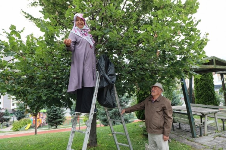 Belediye taraflıdan dikilen ıhlamur ağacından vatandaşlar &uuml;cretsiz faydalanıyor