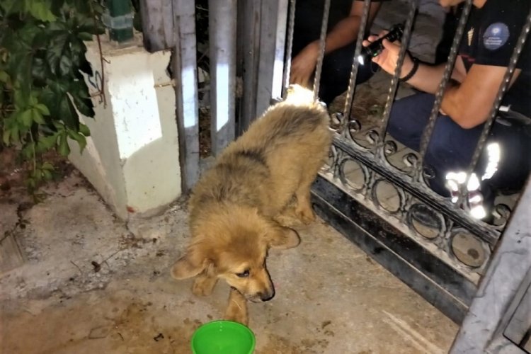 Parmaklıklara sıkışan k&ouml;pek itfaiye yardımıyla kurtarıldı