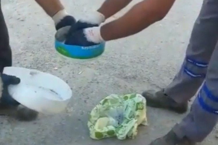 &Ccedil;&ouml;p poşetine canlı canlı atılan yavru kedileri belediye ekipleri kurtardı