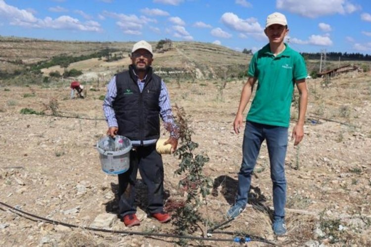 Kullanılmayan araziler fıstık bah&ccedil;elerine d&ouml;n&uuml;ş&uuml;yor