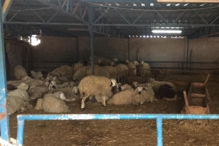 Konya'da Kurban Bayramı &ccedil;etesine operasyon