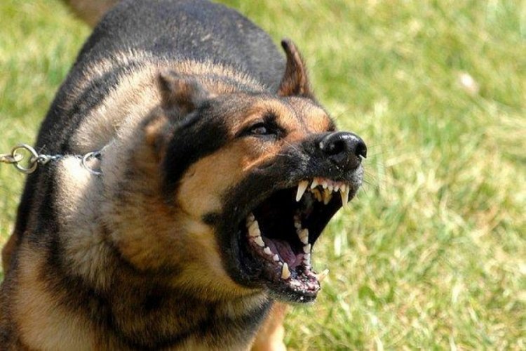 K&ouml;peklerin saldırısına uğrayan 2 yaşındaki Asaf'tan k&ouml;t&uuml; haber