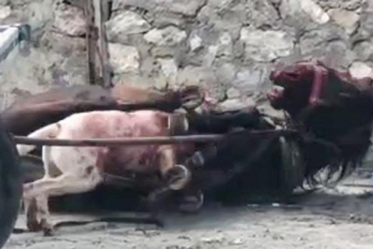 Ardahan'da yasak ırk köpeğin saldırdığı at ağır yaralandı