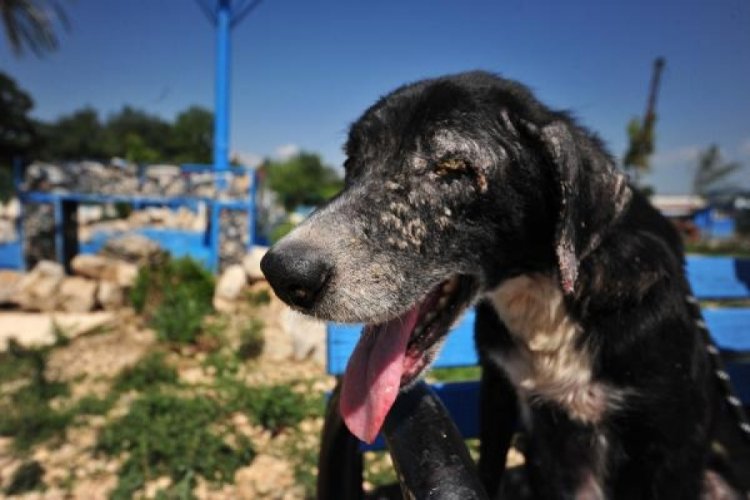 Sel felaketinden kurtarılan 30 k&ouml;peğin tedavileri Bursa'da devam ediyor