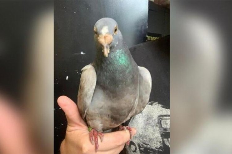Yolunu kaybeden yarış g&uuml;vercini 6500 km uzaklıkta ortaya &ccedil;ıktı