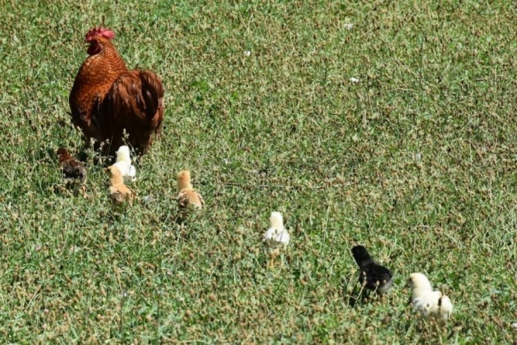 Telef edilen tavuğun 9 civcivine horoz annelik yapıyor
