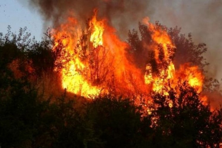 Adana'da ormanlık alanda yangın &ccedil;ıktı