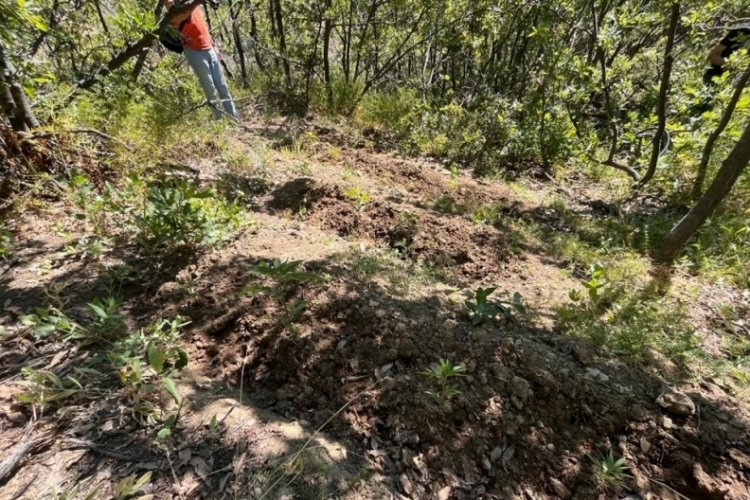 Tarlada 513 k&ouml;k Hint keneviri ele ge&ccedil;irildi