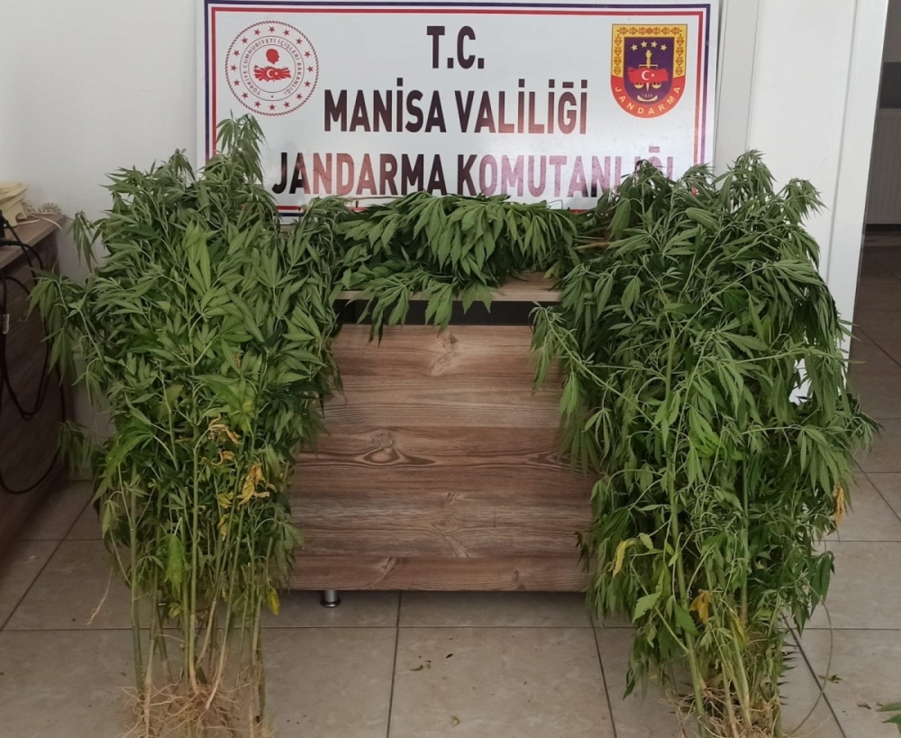 Manisa'da sulama kanalında 87 k&ouml;k kenevir ele ge&ccedil;irildi