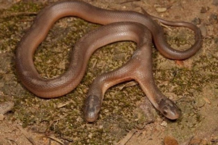 Yılan ihbarı aldığı eve giden avcı, g&ouml;rd&uuml;kleri karşısında k&uuml;&ccedil;&uuml;k dilini yuttu
