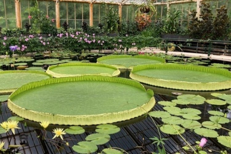 İngiltere'de yaprakları 3 metreyi aşan dev nil&uuml;fer t&uuml;r&uuml; ortaya &ccedil;ıktı
