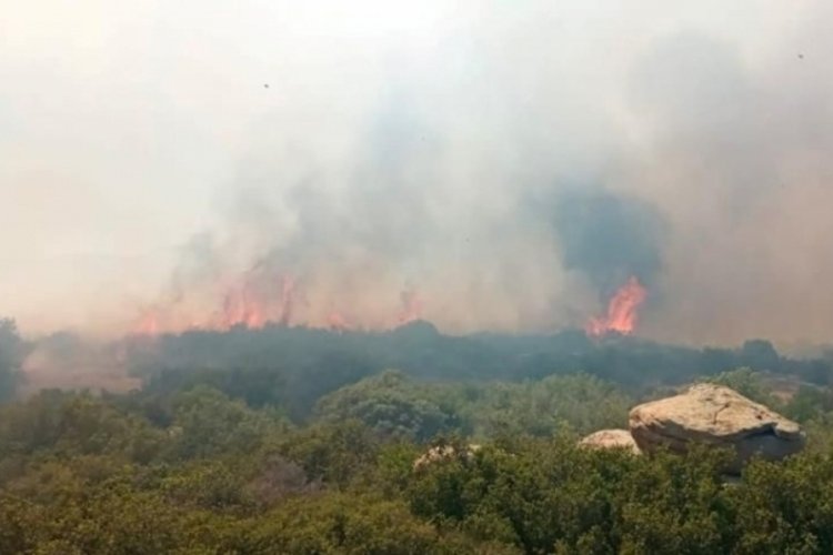 &Ccedil;anakkale'de orman yangını meydana geldi