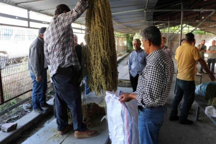 D&uuml;ğ&uuml;nlerde altın yerine artık bamya &ccedil;i&ccedil;eği takılıyor!