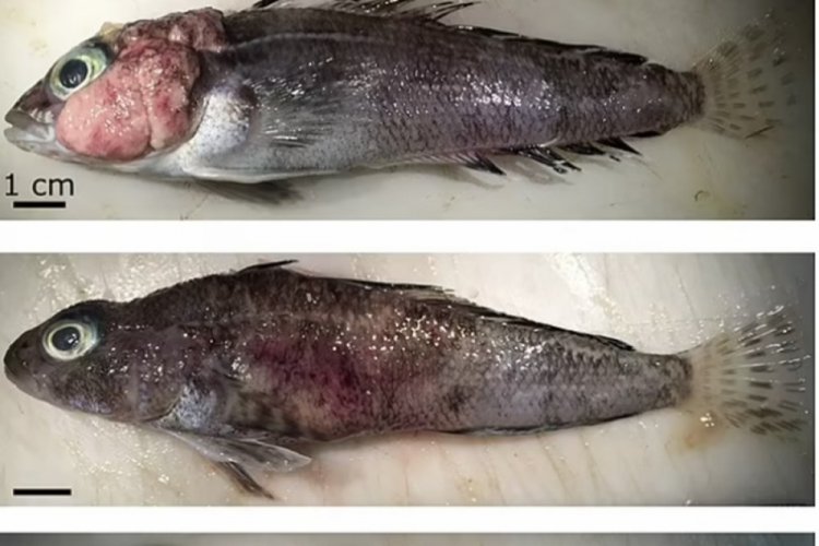 K&uuml;resel ısınma balıkları kanser etti
