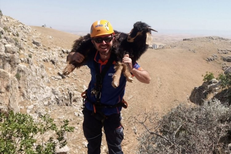 5 g&uuml;n boyunca kayalık alanda mahsur kalan ke&ccedil;ilerin yardımına AFAD koştu
