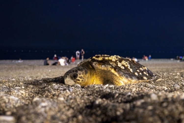 Caretta caretta deniz kıyısına &ccedil;ıktı, ekipler sahili boşalttı