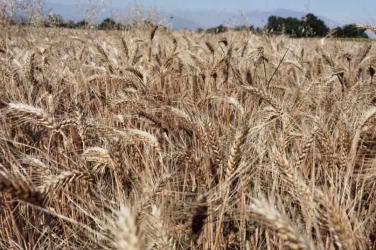 Bursa İneg&ouml;l'de tarlaya 14 &ccedil;eşit hububat ekildi; sonu&ccedil; başarılı