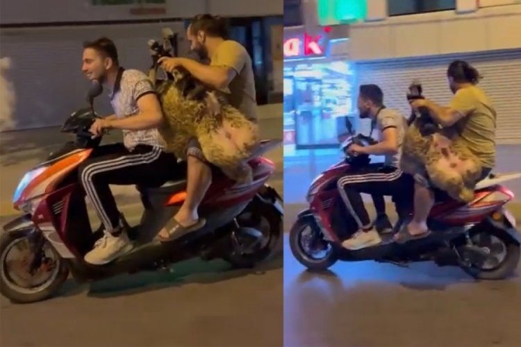 İstanbul'da motosiklette koyun taşıdılar