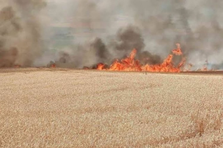 Tekirdağ'da 50 d&ouml;n&uuml;m buğday tarlası k&uuml;l oldu