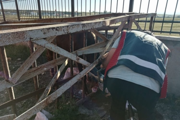 Korkuluklara sıkışan inek kurtarıldı